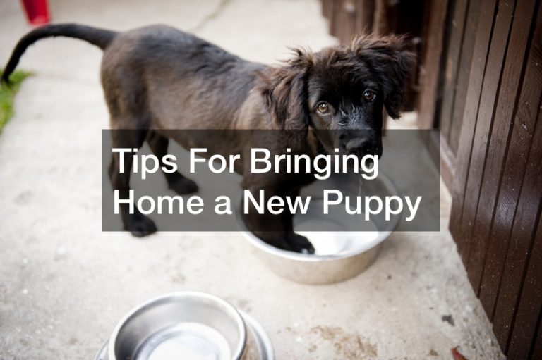 Tips For Bringing Home a New Puppy Vets Pet