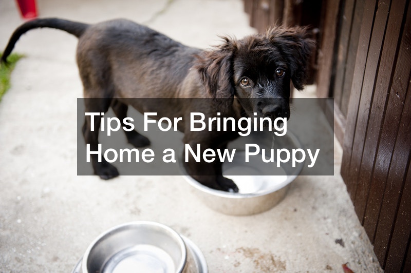 best tips for bringing a new puppy home