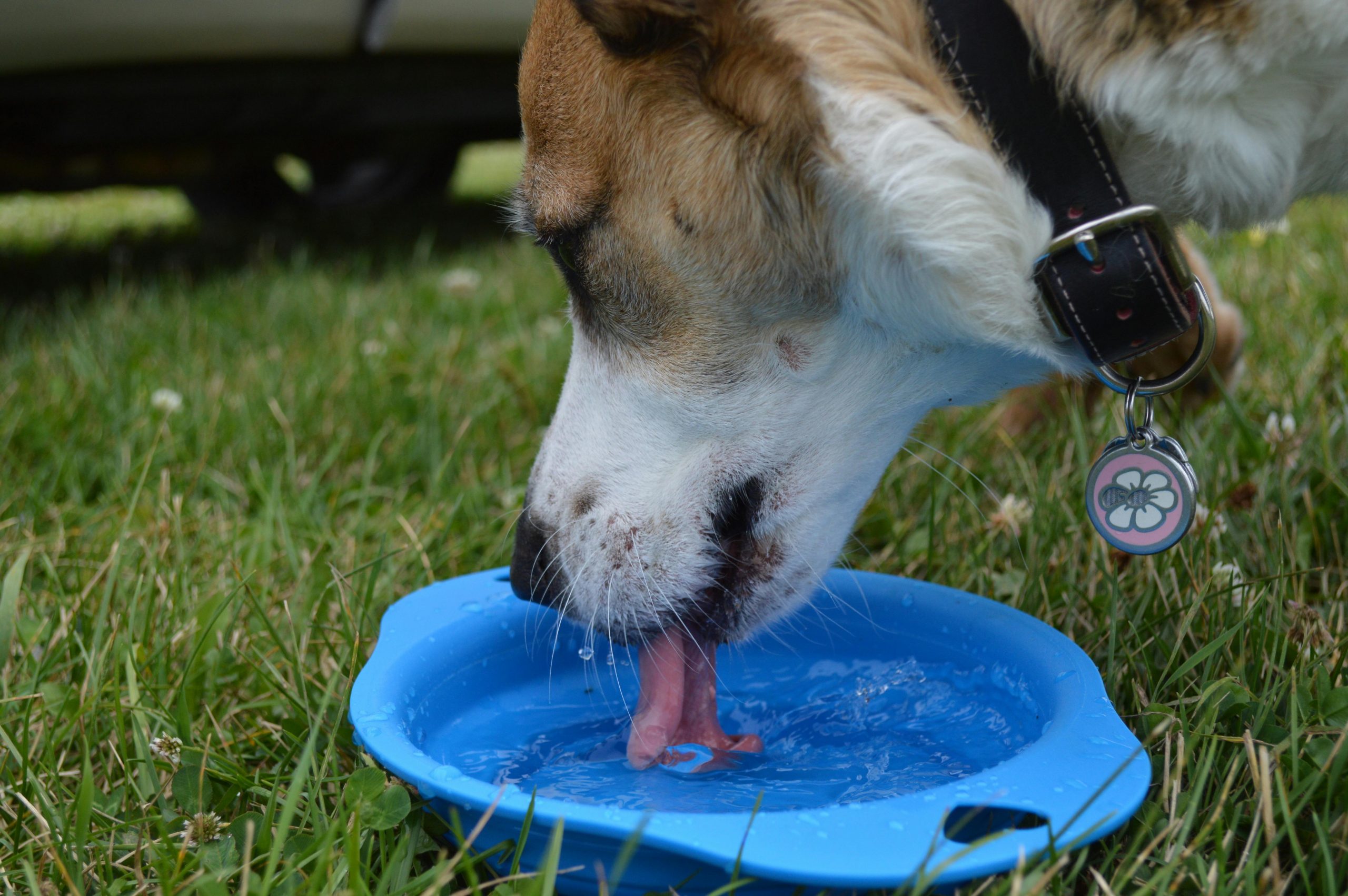 dog drinking a lot of water